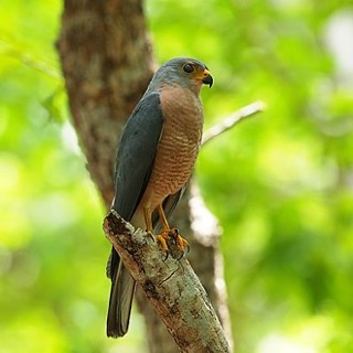 カワリオオタカ
