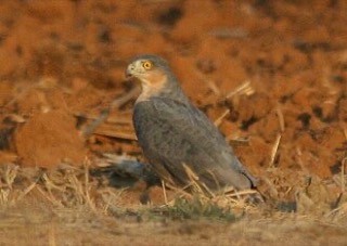 ムネアカハイタカ
