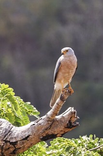 Accipiter sylvestris