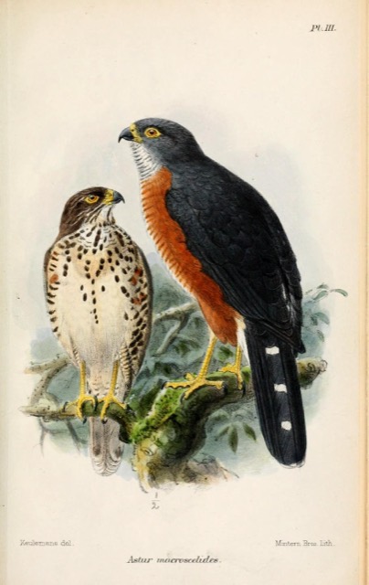 Accipiter toussenelii