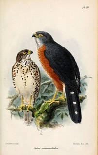 Accipiter toussenelii