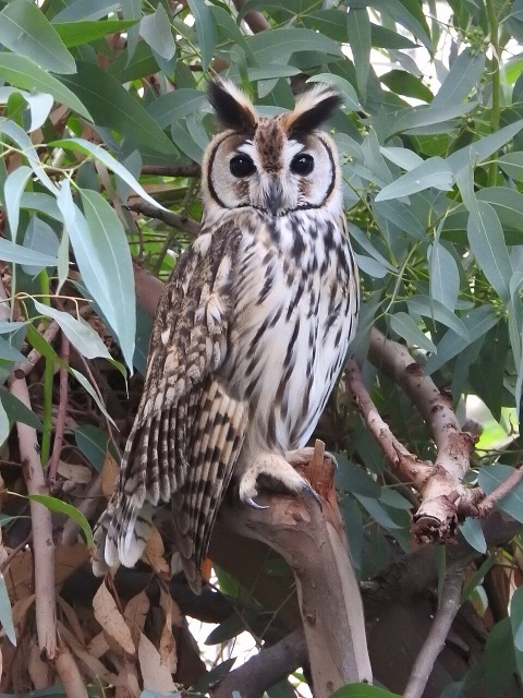 タテジマフクロウ