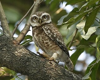 インドコキンメフクロウ