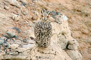 キタアフリカワシミミズク