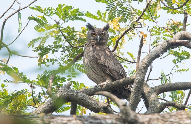 ウスグロワシミミズク