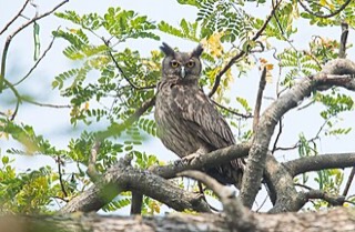ウスグロワシミミズク