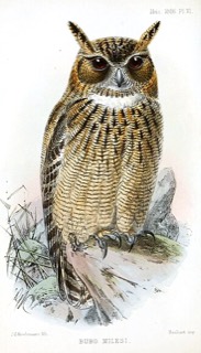 Bubo milesi