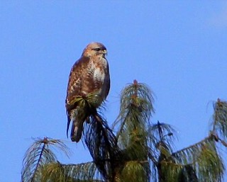 Buteo burmanicus