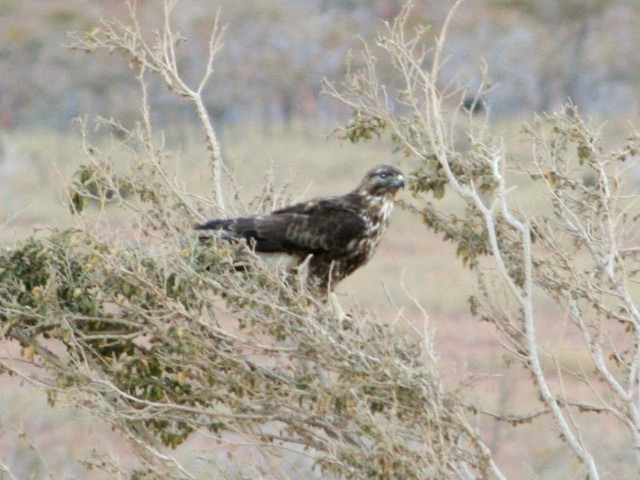 Buteo socotraensis