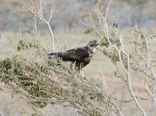 Buteo socotraensis