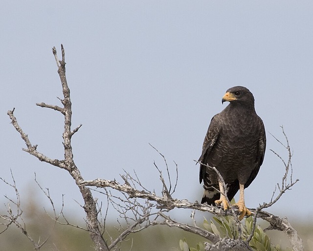 Buteogallus gundlachii