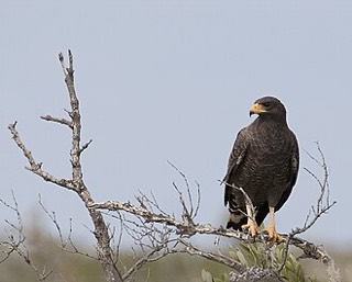 Buteogallus gundlachii