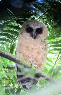 Ciccaba albitarsis