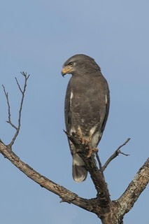 オビチュウヒワシ