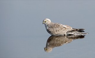 ウスハイイロチュウヒ