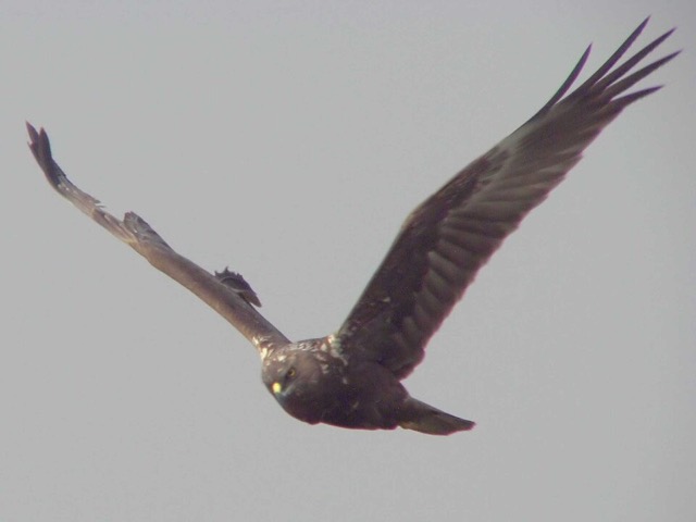チュウヒ