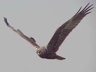 チュウヒ