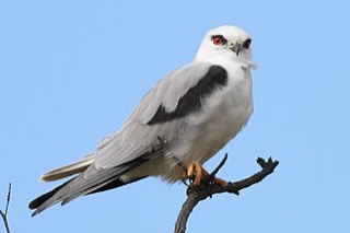 オーストラリアカタグロトビ