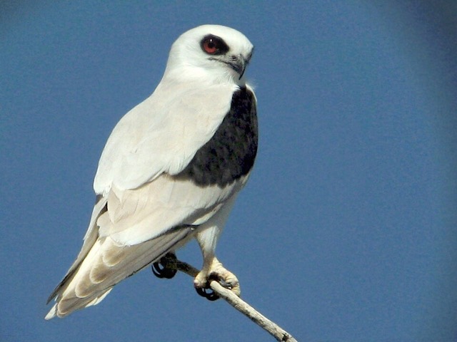 クロオビトビ
