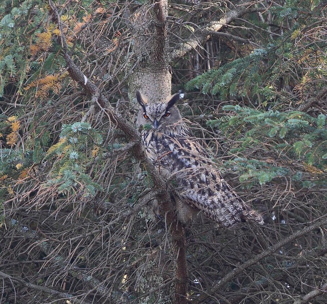 ワシミミズクの羽角