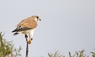 オーストラリアチョウゲンボウ