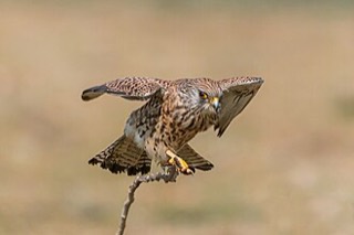 ヒメチョウゲンボウ