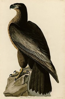 ワシントンの鳥