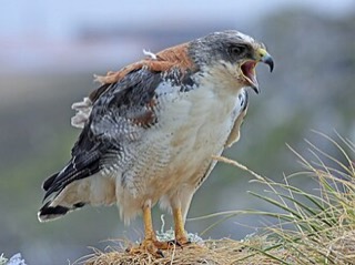 セアカノスリ