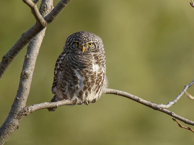 ヒメフクロウ