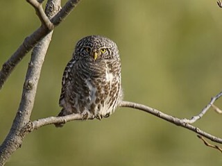 ヒメフクロウ