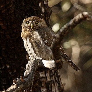 カリフォルニアスズメフクロウ
