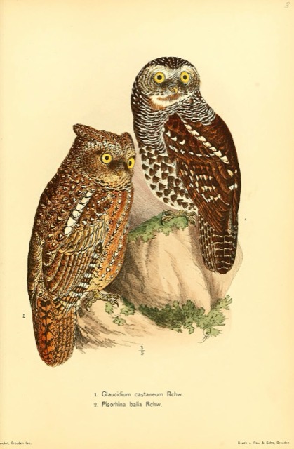 Glaucidium castaneum