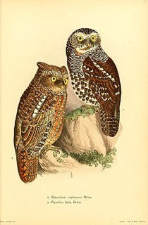 Glaucidium castaneum