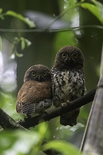 クリセスズメフクロウ