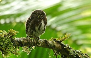 コスタリカスズメフクロウ