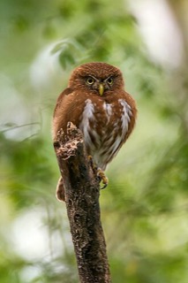 ブラジルコスズメフクロウ