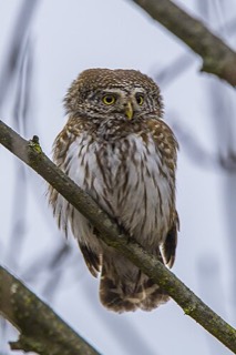 スズメフクロウ