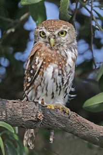 アフリカスズメフクロウ