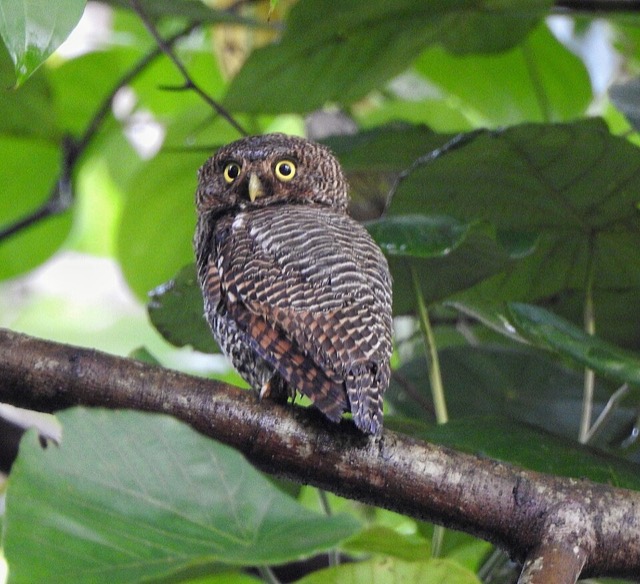 モリスズメフクロウ