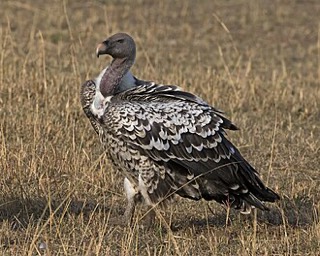 Rüppell's Vulture、Rüppell's Griffon Vulture