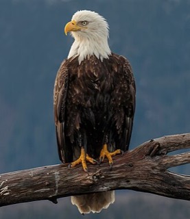 ハクトウワシ