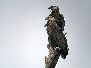 マダガスカルウミワシ