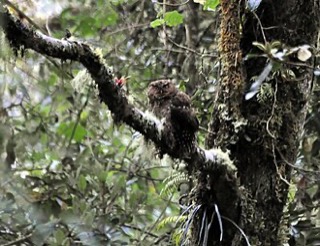 パナマオオコノハズク
