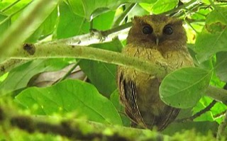 Megascops colombianus