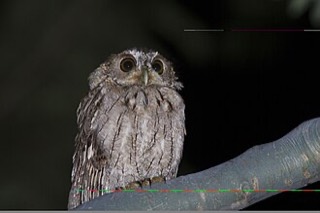 バルサスオオコノハズク