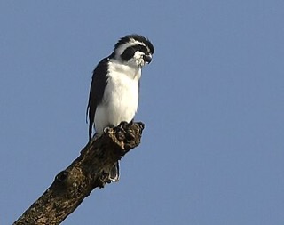 シロハラヒメハヤブサ
