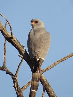 カワリウタオオタカ