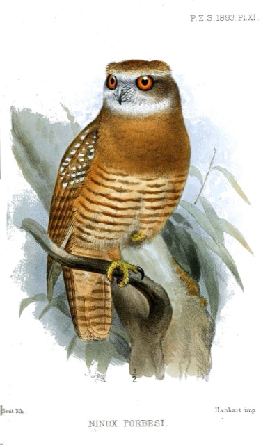 Ninox forbesi