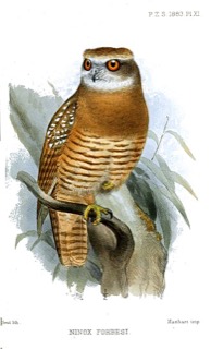 Ninox forbesi