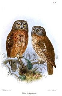 Ninox hypogramma